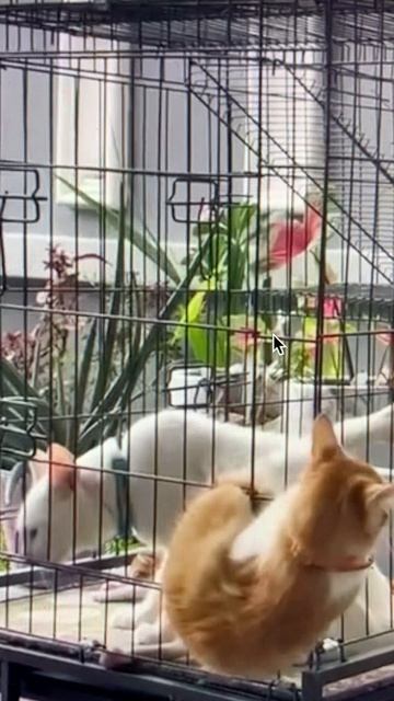 Когда коту не нравится свое помещение