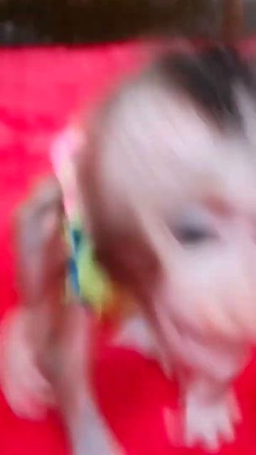 CUTE BABY MONKEY