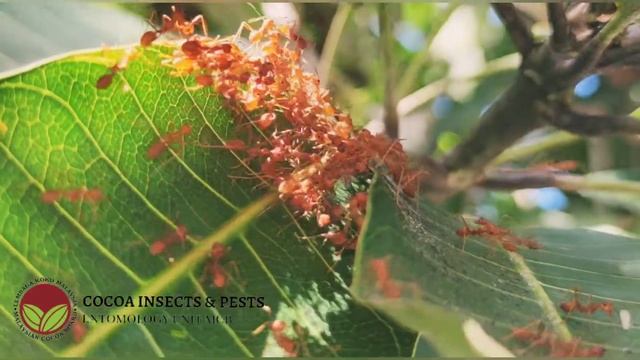 Weaver ants Oecophylla smaragdina