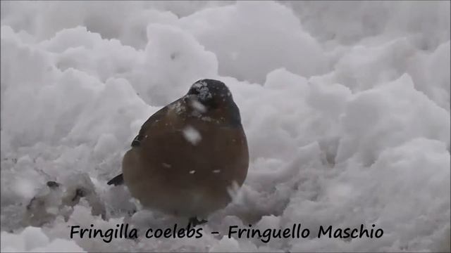 Uccellini sulla neve