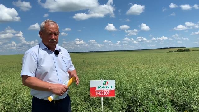 Озимий ріпак ТРЕЗЗОР - досвід вирощування АФ "Ольгопіль", Вінницька обл.