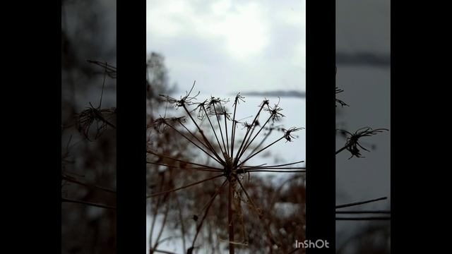 19-02-2025 Прогулка на речку 19 февраля...