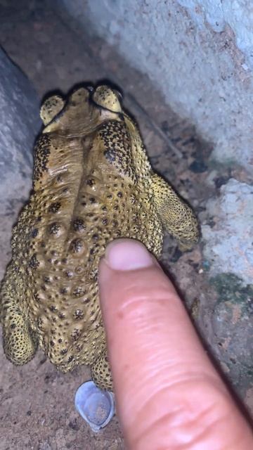 Funny toad frog #virallife #rainfrog #animal #wildlife #viral #life #dailyvlog #shortsfeed #shorts