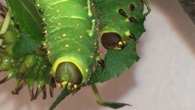 Actias luna siblings munching on the same leaf