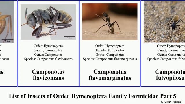 List of Insects of Order Hymenoptera Family Formicidae Part 5 camponotus calyptomyrmex ant danum