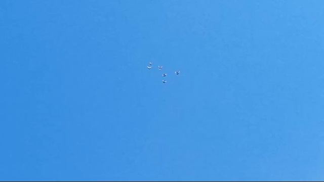 голуби Родненького  Воронеж.