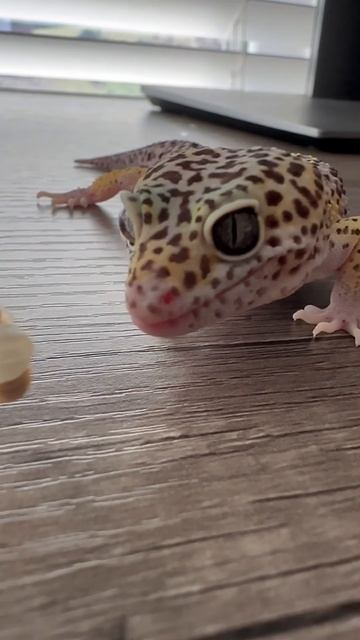 This funny gecko is hopeless!