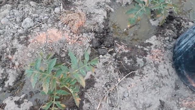 💙💛ПОМІДОРИ!🌱🍅#кореневе підживлення на гарний урожай#