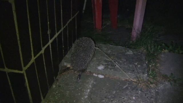 Ježek žere kocourovi z misky