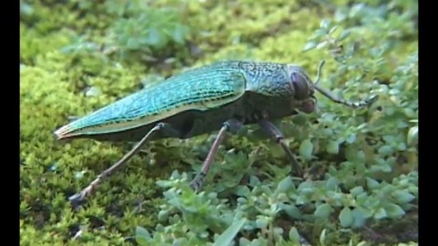 Besouro Arco-Iris. Buprestidae- Psiloptera attenuata  (Fabricius, 1792)