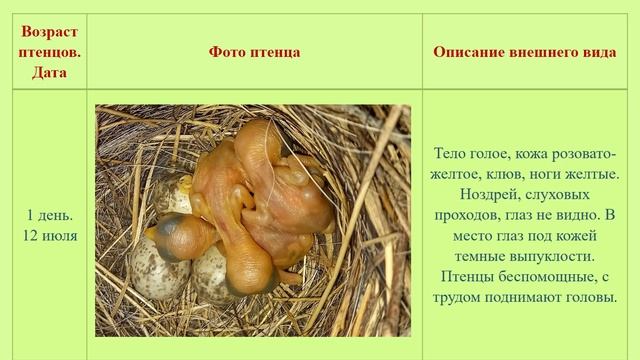 Наблюдение за гнездовым периодом сибирского жулана