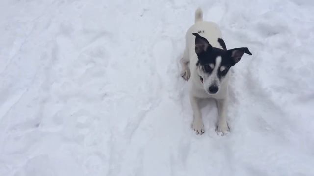 Джек. Комплекс 060316