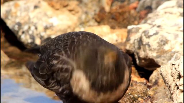 Mirlo capiblanco (Turdus torquatus)