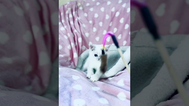 Счастливчик, Happy Boy Gregori al Gato