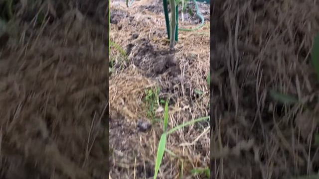 Солю томаты только такие , пролежат до зимы если снять сейчас