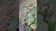 Результат эффективной подкормки огурцов