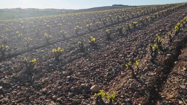 Heladas de primavera. Riesgos y precauciones
