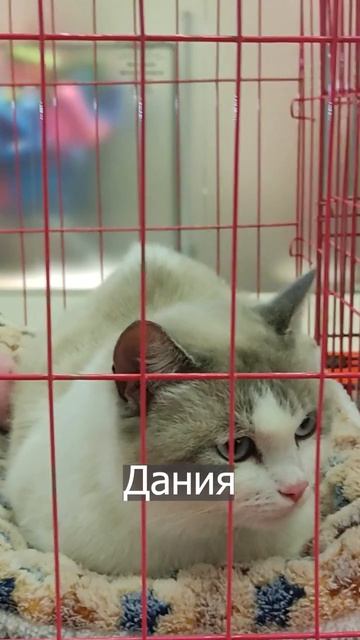 В субботу, 25 мая мы приглашаем вас на выставку «Ждут ДОМа» ТРЦ «Реутов Парк». Наши участники#котик