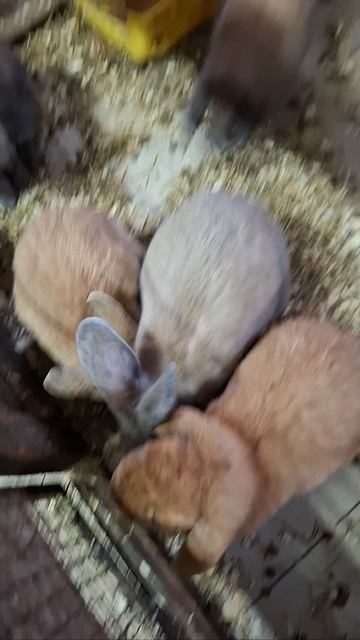 ЗАЙКИ