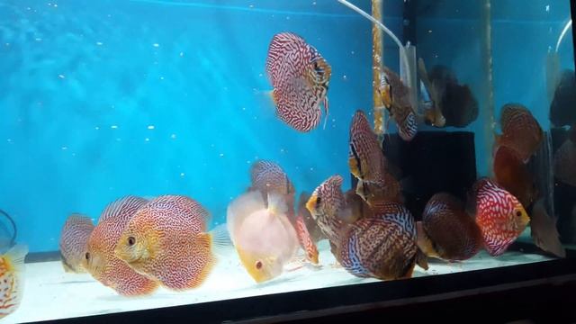 For Sale 10 cm German Wonder.Leopard Snake Skin.Kobal.Solid Turq.Red Turq.Red Map.Checkeboard.Leopa