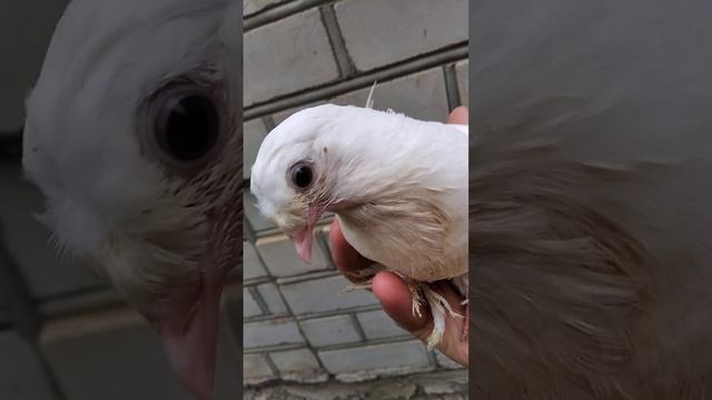 мои голубята от бойных голубей