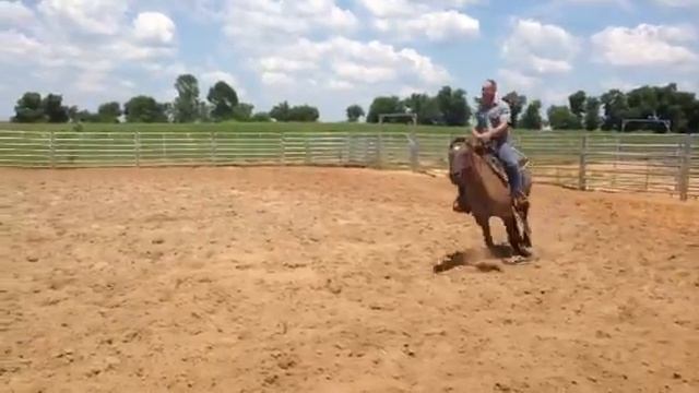 2009 grulla mare $6000