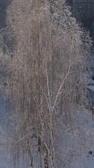 Красивая зимняя сказка в Барнауле