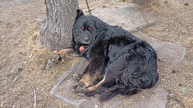 Подушка для Мули