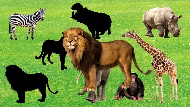 Dzikie safari - Zwierzęta dla dzieci - Afrykańskie Zoo