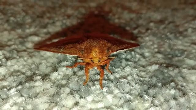 Lo Moth (female) - Automeris io