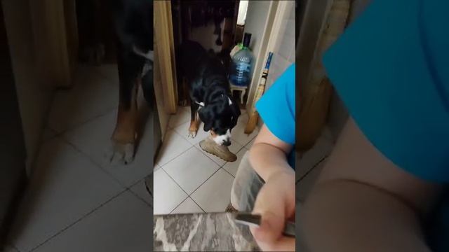 проба фарели