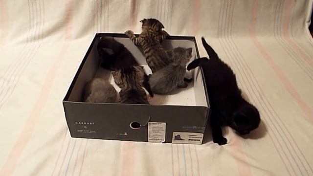Котята пытаются выбраться из коробки  Kittens try to to get out of the box