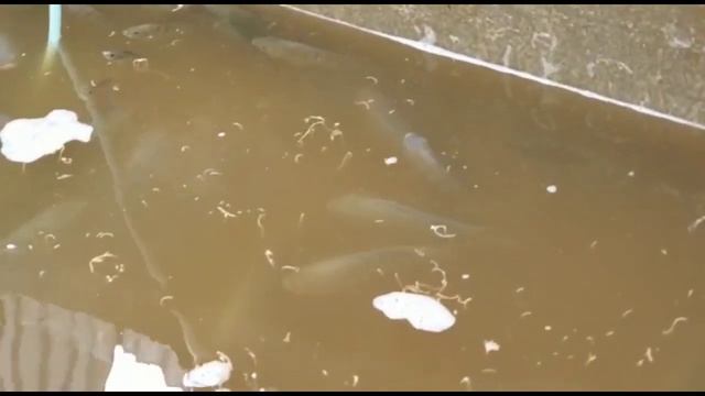 Cosecha de Nuestras Tilapias en semana Santa, mira el tamaño de nuestras Tilapias en solo 5 meses