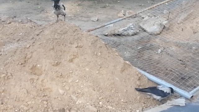 Вороны отец и сын на руинах \ Hooded crows dad and son on the ruins