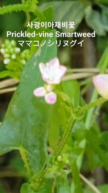 Persicaria senticosa/가시덩굴여뀌/Prickle tearthumb/며느리밑씻개/継子の尻拭い 꽃말:"시샘,질투" #고마리와의 구별 #며느리배꼽과의 구별