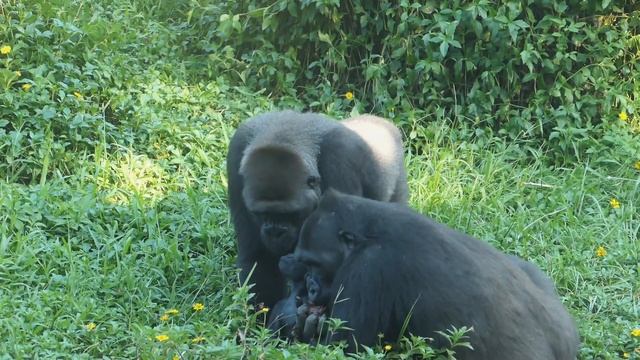 Gorilla D'jeeco family love little Ringo / D'jeeco金剛家族珍愛小成員Ringo
