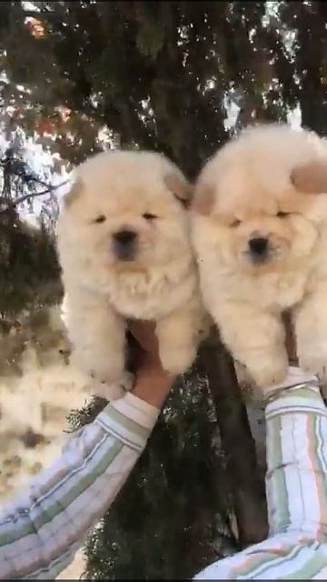 Cream Chow Chow male and female call me 981 543 2729