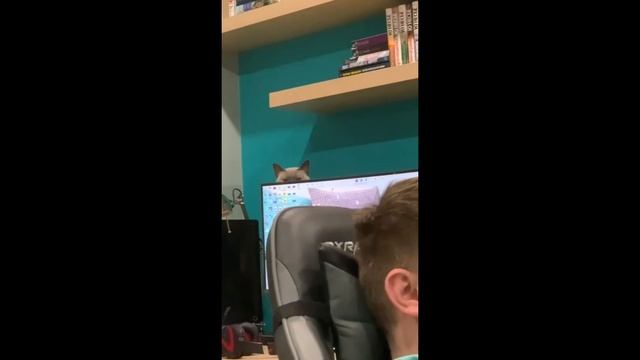 Взгляд котика