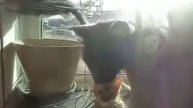 ноябрь.2019г.-кошки на окошке...Грейс со своими детьми-котятками...MOV00114