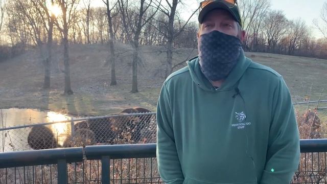 Keeper Talk: Bison (Nature Illuminated)