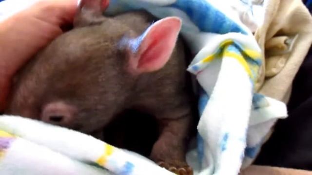 Mullen new orphan wombat arrival