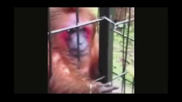 Бешанный пёс и двухголовый тигр  Прикольные, смешные животные!
