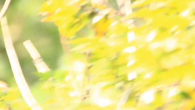 黃腹花蜜鳥, Olive-backed sunbird, Cinnyris jugularis