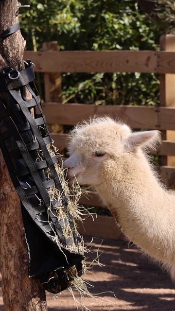 Grazing Alpaca #shorts