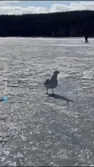 Чайки устроили битву на льду бухты на острове Русском