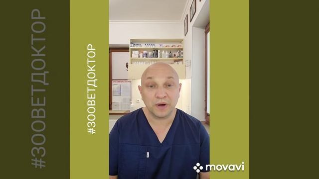 Сфинкс, породные особенности глазами ветеринарного специалиста #zoovetdoctor