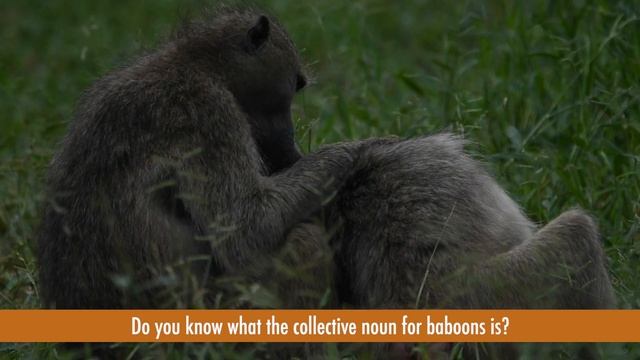 Learn the facts: Baboons are always on the lookout!