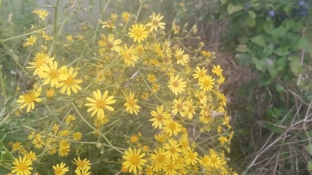 Много листник луговой желтый