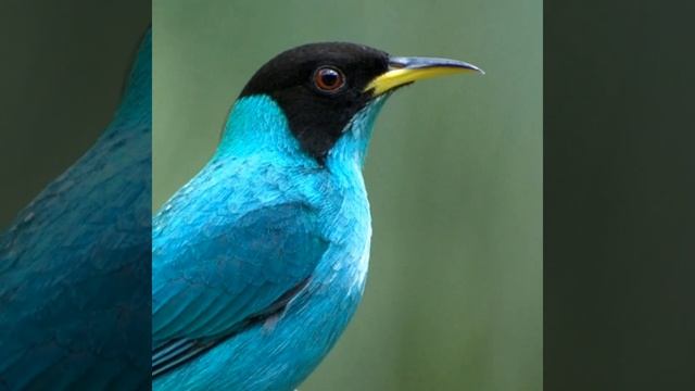 Cool Green Honeycreeper