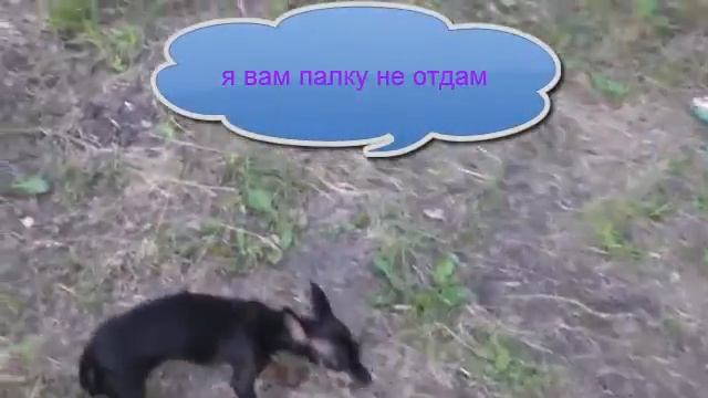 тотошка гуляет в комсомольском парке